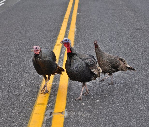 Turkeys on 114 near South Ferry 4