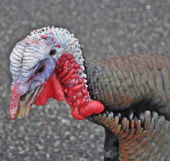 Turkeys on 114 near South Ferry 7