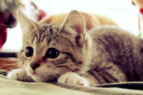 Twitter Kitten.jpg