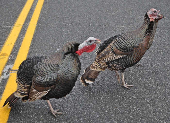 Turkeys-on-114-near-South-Ferry-2.png
