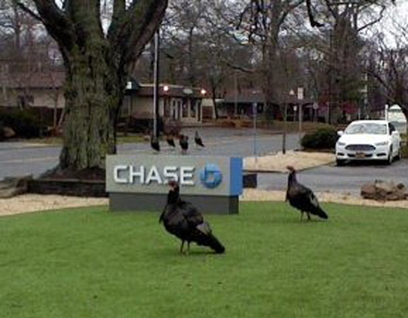Wild turkeys hanging out at Chase Bank - Shelter Island NY.jpg