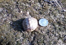 Baby-Turtle