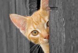 Cat peeking around a corner