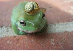 Frog-Snail