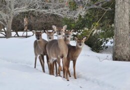 The nieghborhood deer - 2-24-2015