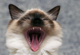 Yawning Siamese