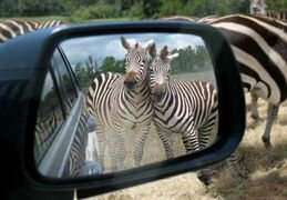 Zebras-Rearview