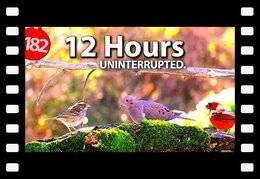 TV for Cats to Watch ???? Best of Uninterrupted Cat TV Videos ????12 Hour Compilation of Birds @LensMyth