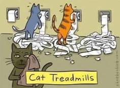 cat treadmills