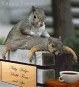 Squirel message